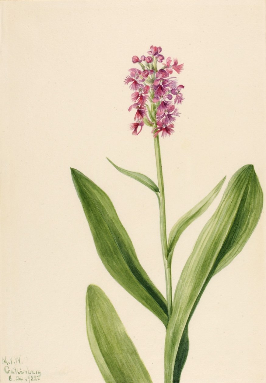 Pieni Purppuranpunainen Reunusorkidea (Habenaria psychodes) tekijältä Mary Vaux Walcott
