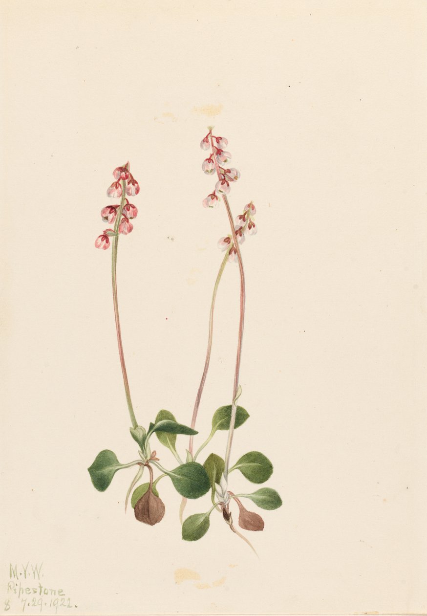 Pieni Pyrola (Pyrola minor) tekijältä Mary Vaux Walcott