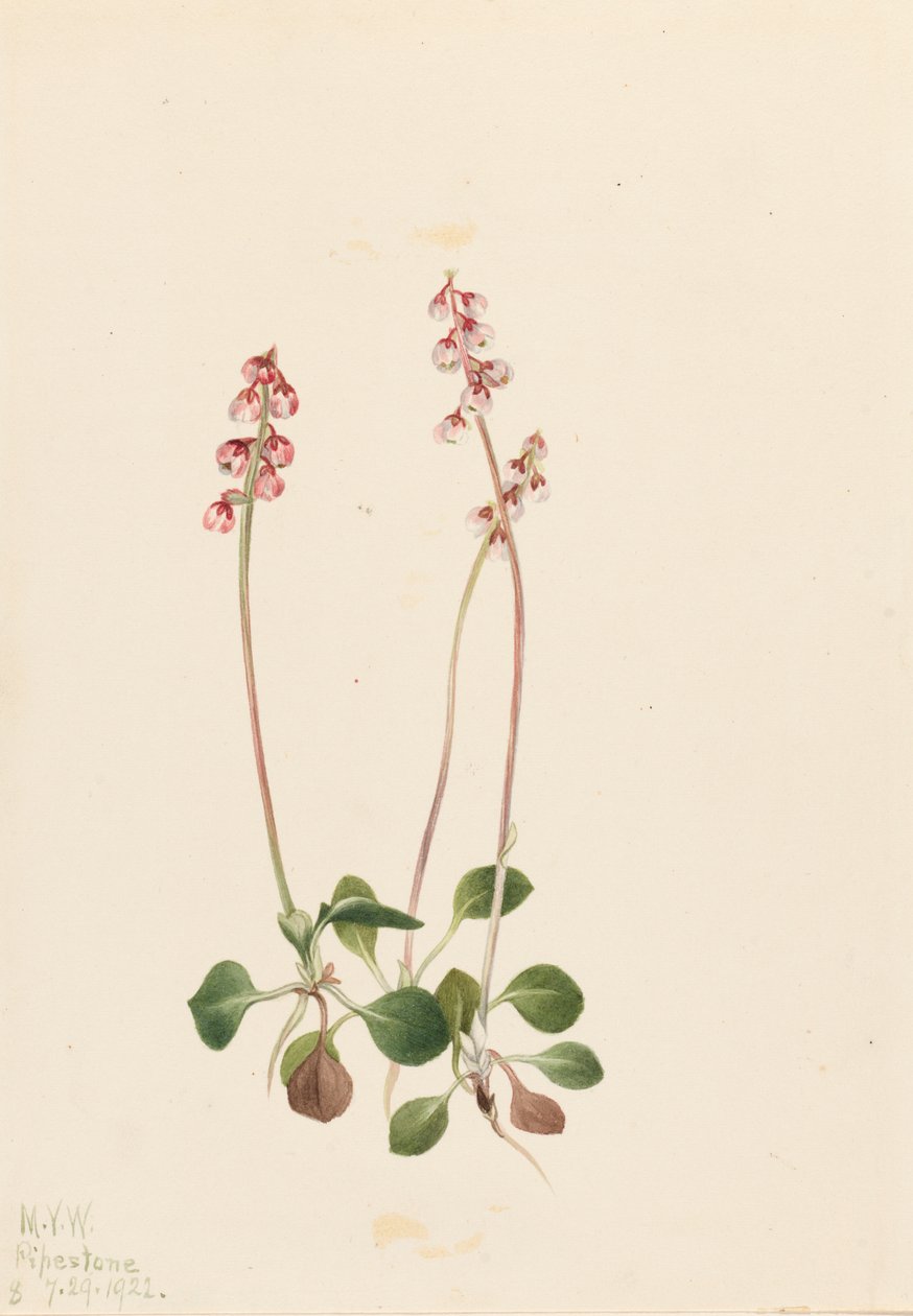 Pieni Pyrola Pyrola minor, 1922. tekijältä Mary Vaux Walcott