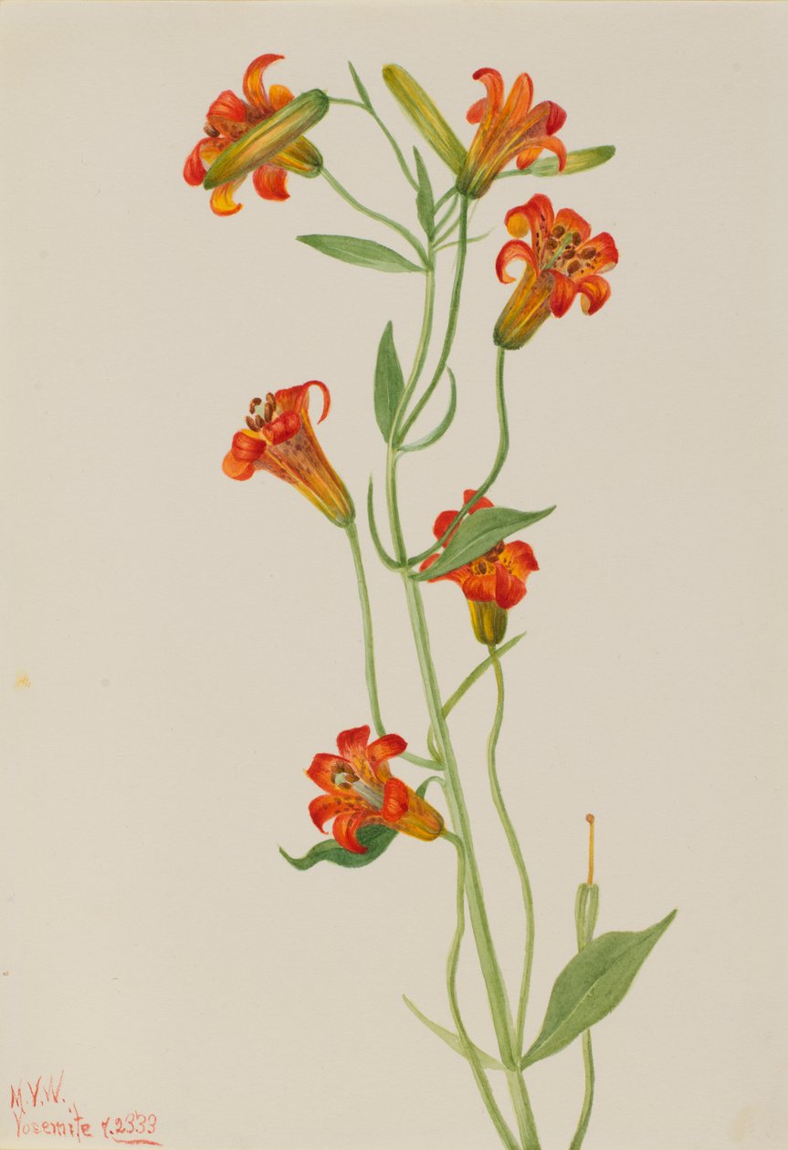 Pieni tiikeri lilja Lilium parvum, 1933. tekijältä Mary Vaux Walcott