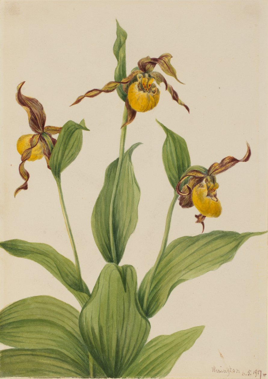 Pieni keltainen ladyslipper Cypripedium parviflorum, 1917. tekijältä Mary Vaux Walcott