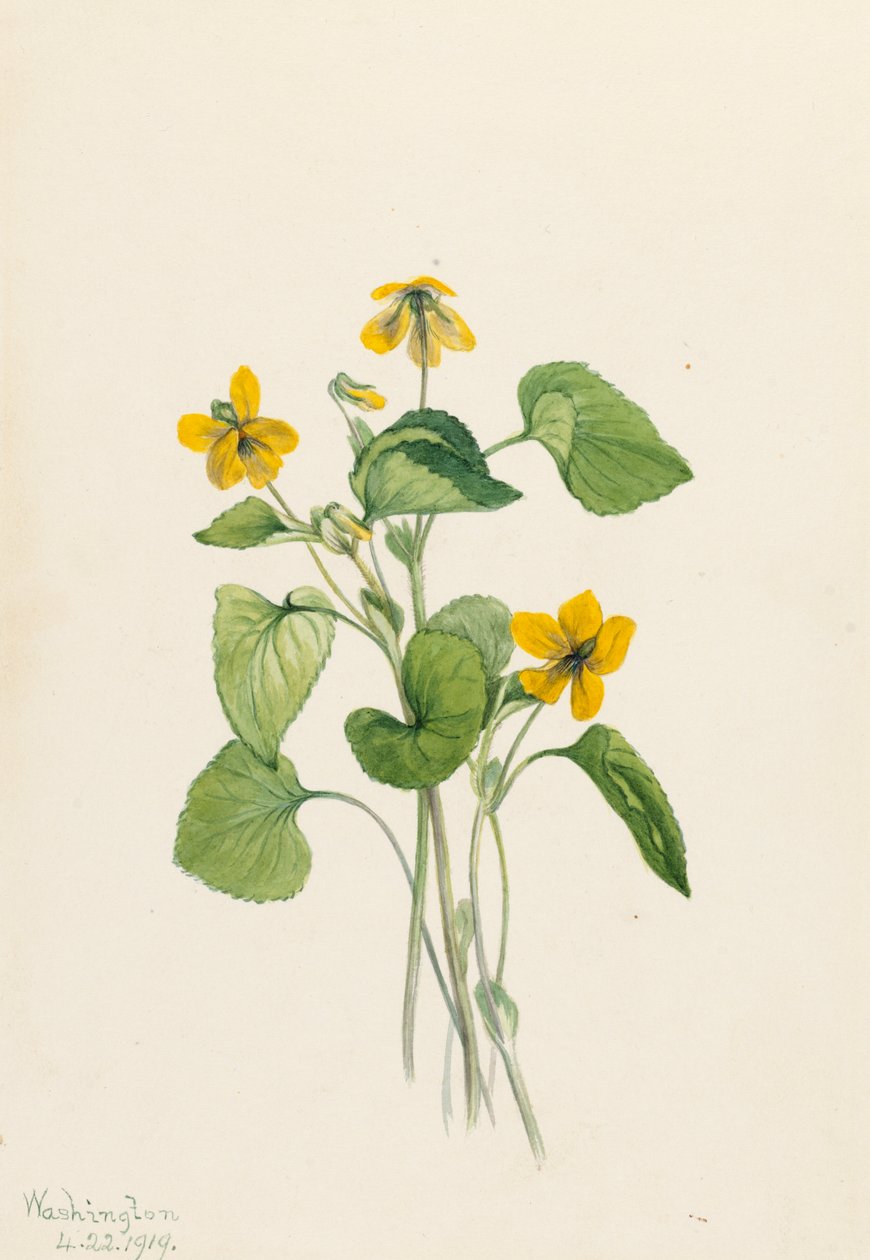 Sileä keltainen violetti Viola eriocarpa, 1919. tekijältä Mary Vaux Walcott