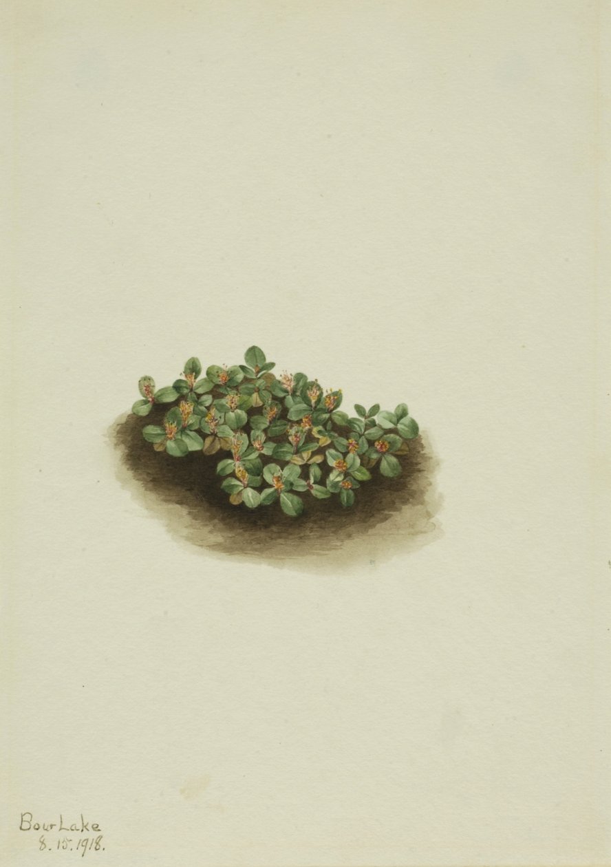 Lumipaju (Salix nivalis) tekijältä Mary Vaux Walcott