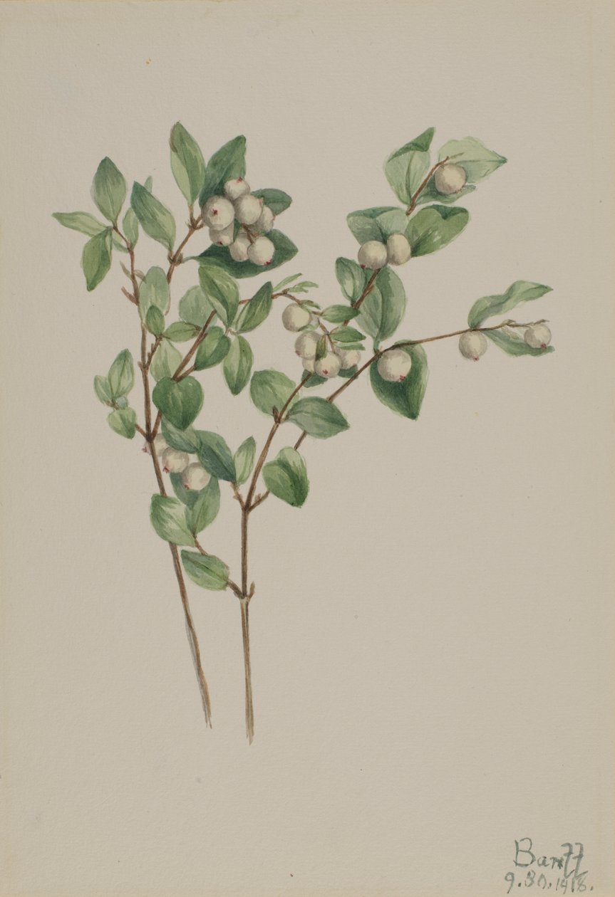 Lumimarja (Symphoricarpos albus) tekijältä Mary Vaux Walcott