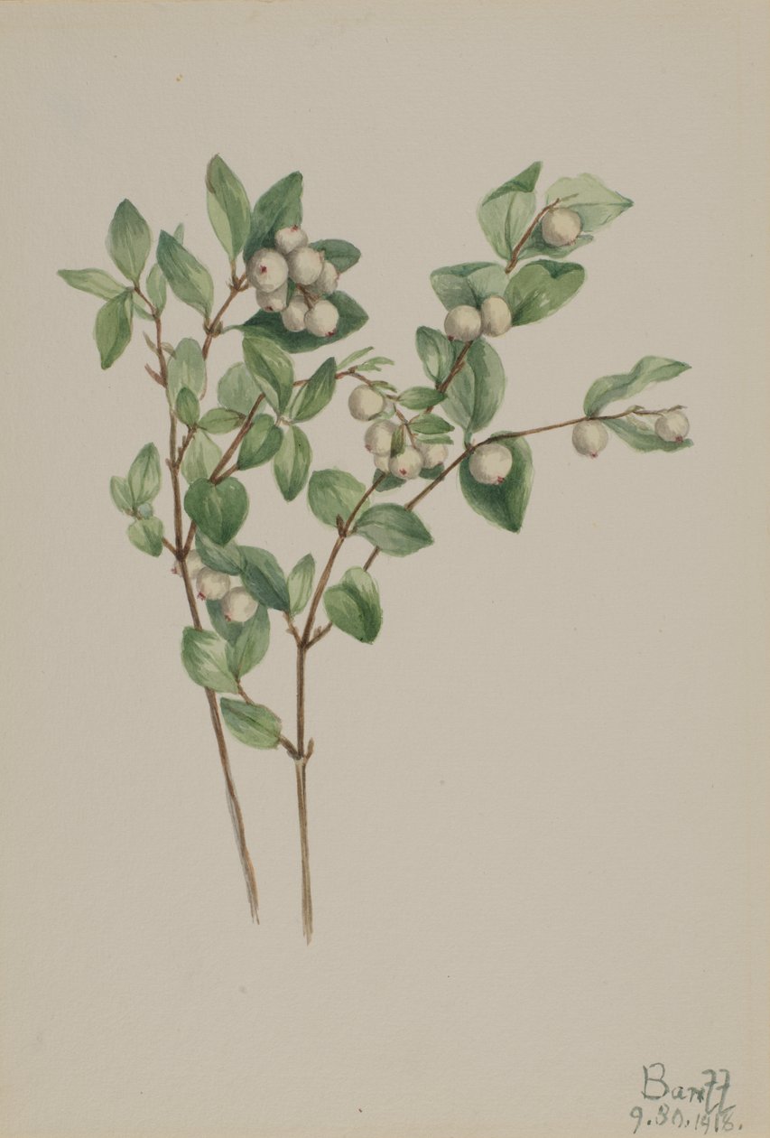 Snowberry Symphoricarpos albus, 1918. tekijältä Mary Vaux Walcott