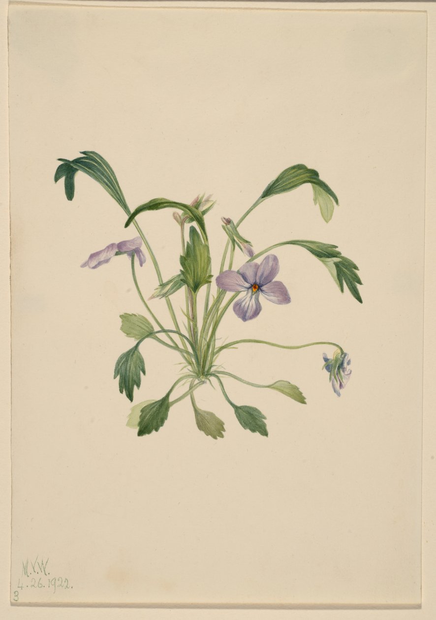 Eteläinen lintujalka Violetti (Viola digitata) tekijältä Mary Vaux Walcott
