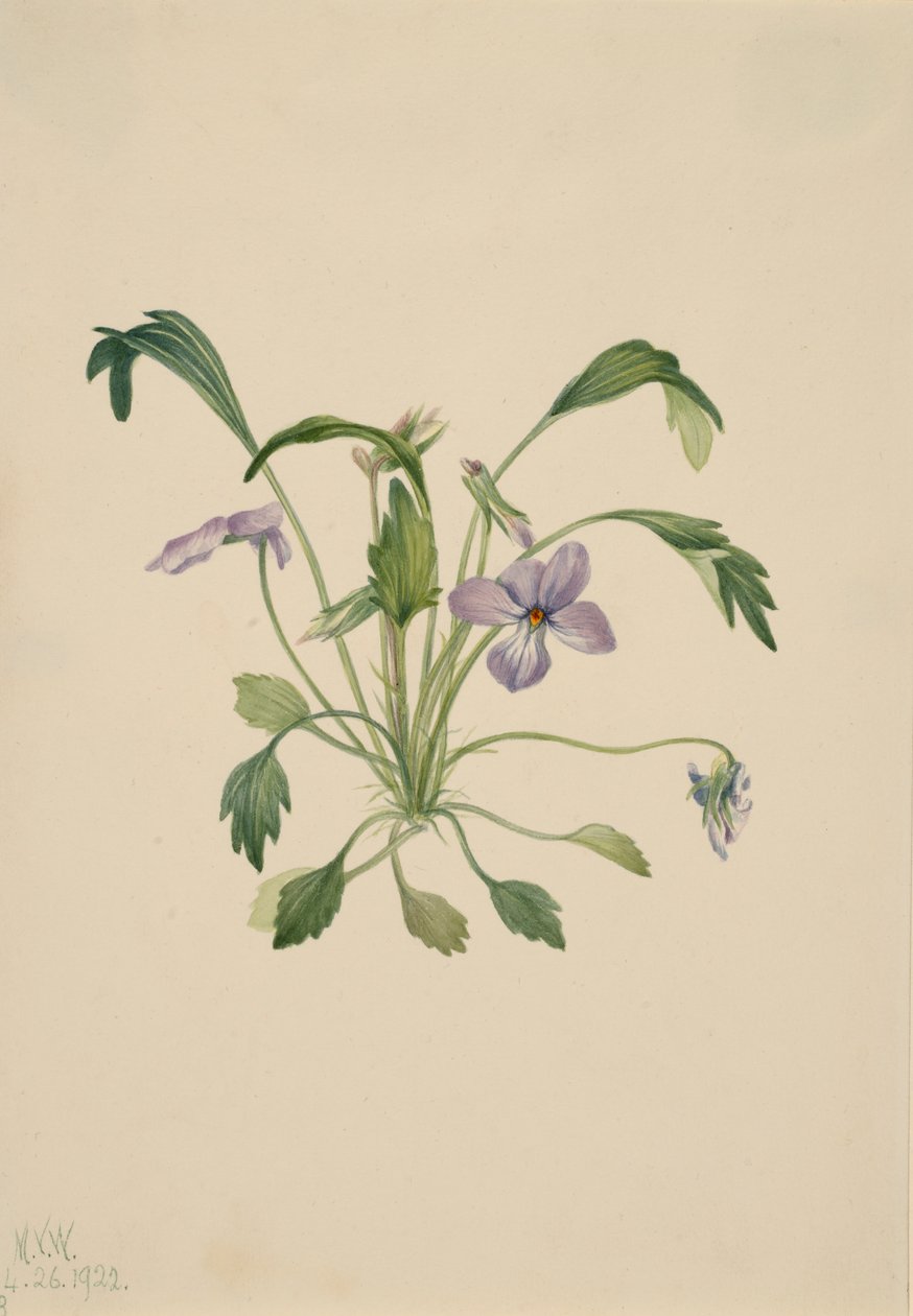 Eteläisen linnunjalka violetti Viola digitata, 1922. tekijältä Mary Vaux Walcott