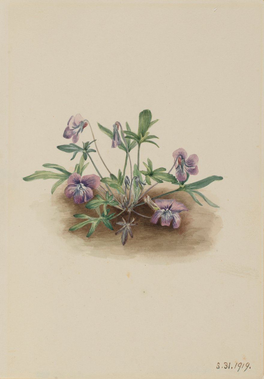 Etelärannikon orvokki (Viola septemloba) tekijältä Mary Vaux Walcott