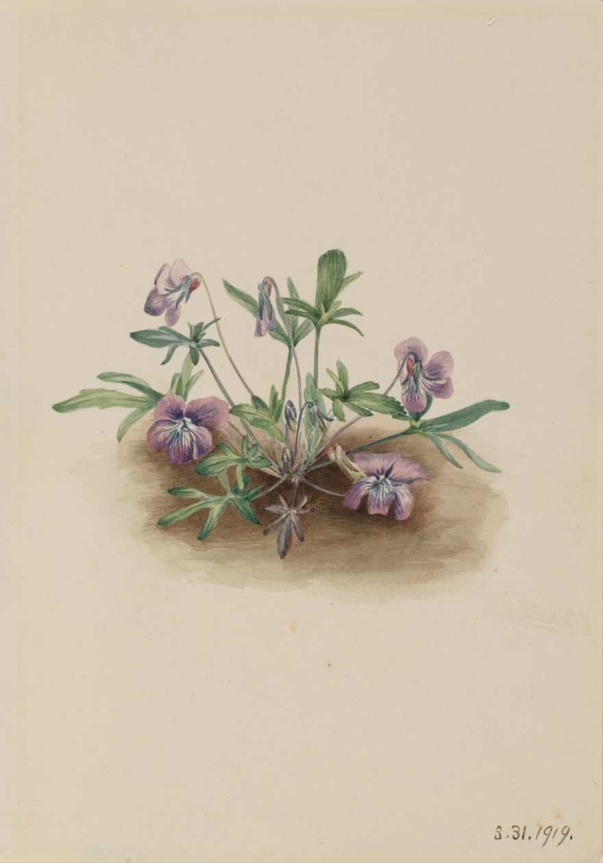 Etelärannikon violetti Viola septemloba, 1919. tekijältä Mary Vaux Walcott