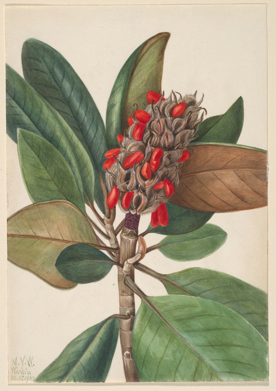 Eteläinen Magnolia (Magnolia grandiflora) tekijältä Mary Vaux Walcott