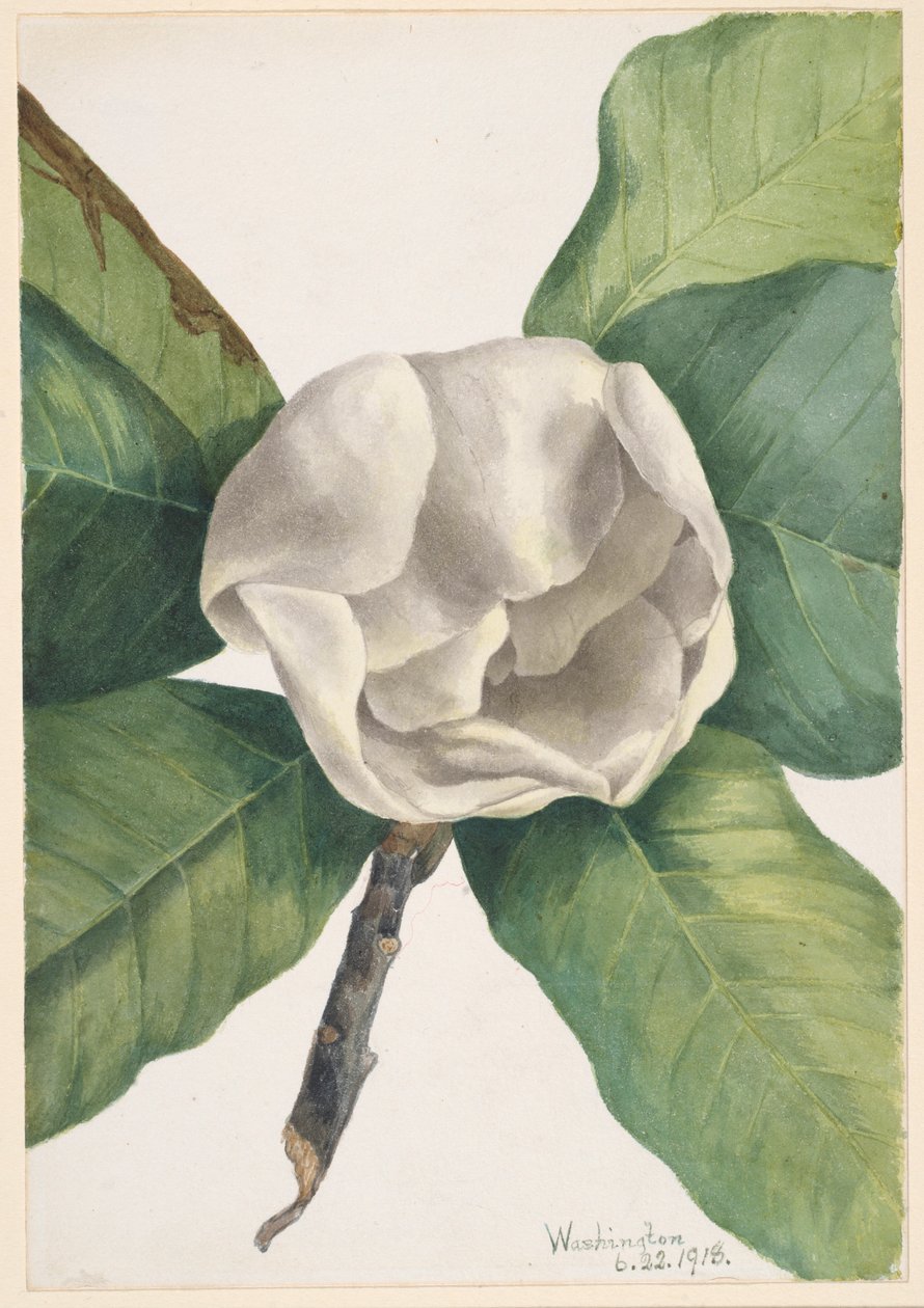 Eteläinen Magnolia (Magnolia grandiflora) tekijältä Mary Vaux Walcott