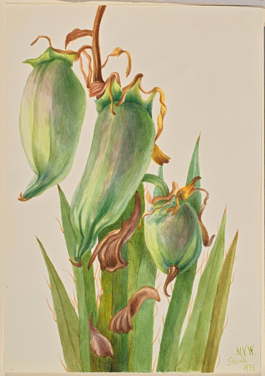 Espanjan bajonetti (Yucca baccata) tekijältä Mary Vaux Walcott