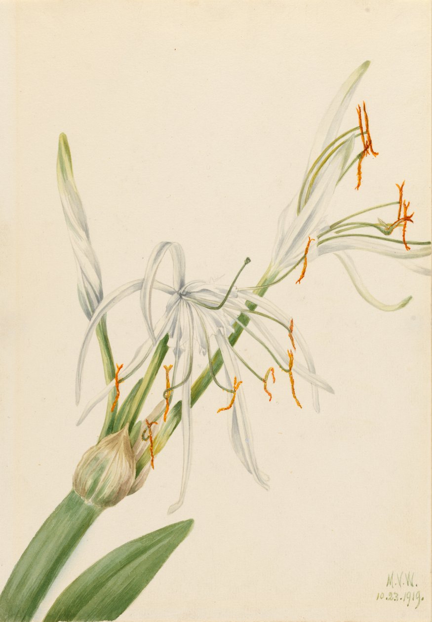 Hämähäkkililja (Hymenocallis rotata) tekijältä Mary Vaux Walcott