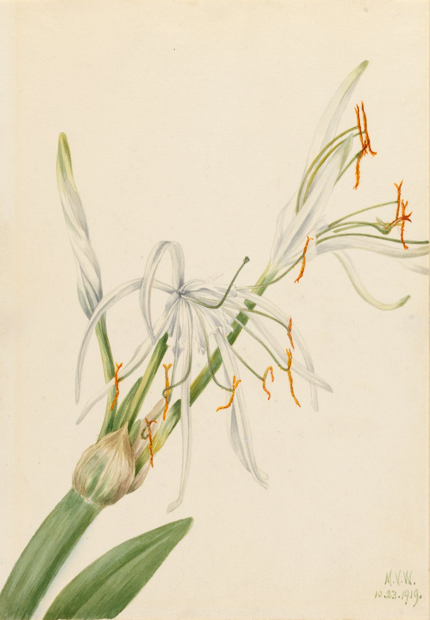 Hämähäkkililja Hymenocallis rotata, 1919. tekijältä Mary Vaux Walcott