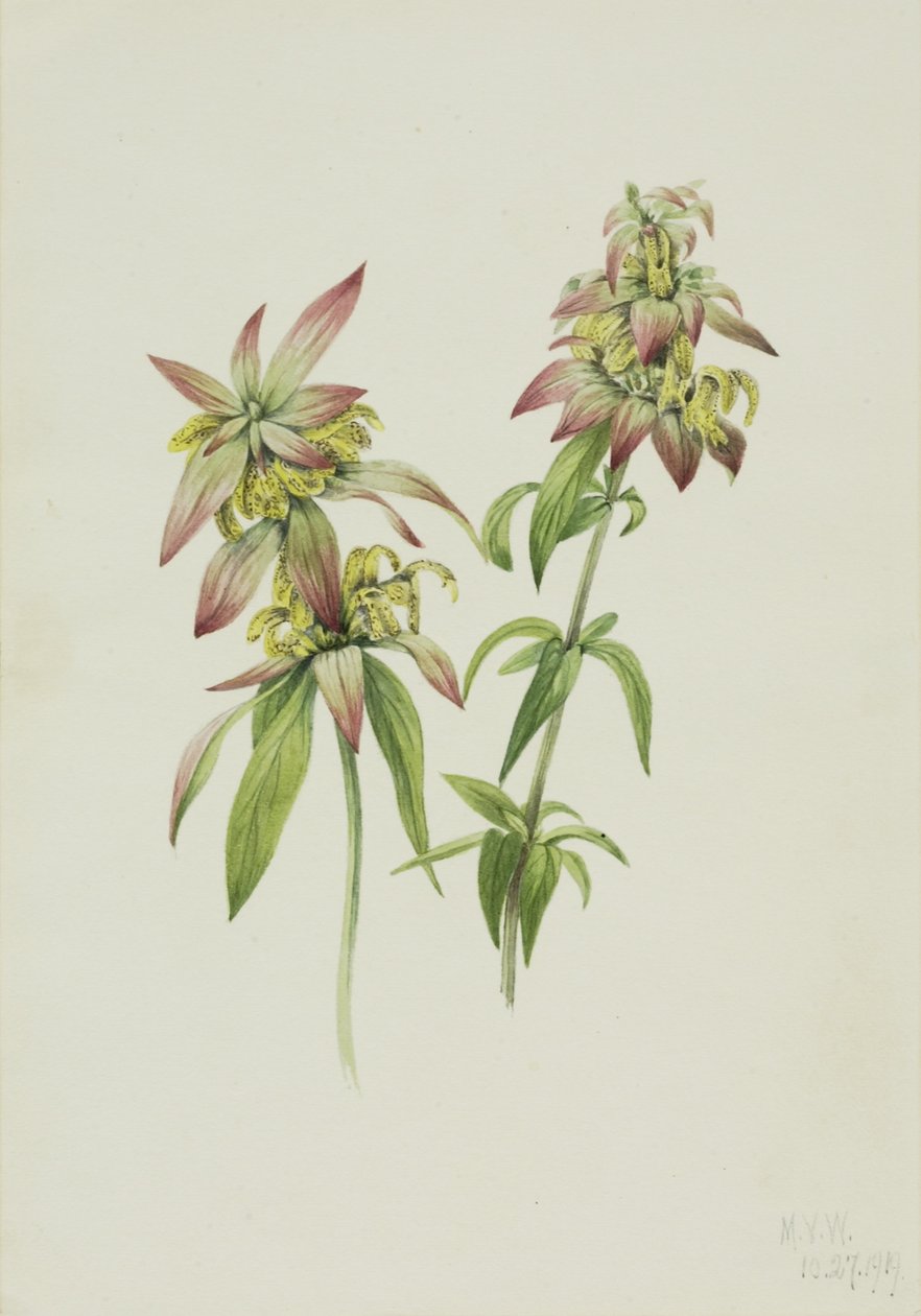 Täplikäs mehiläispalsami (Monarda punctata) tekijältä Mary Vaux Walcott
