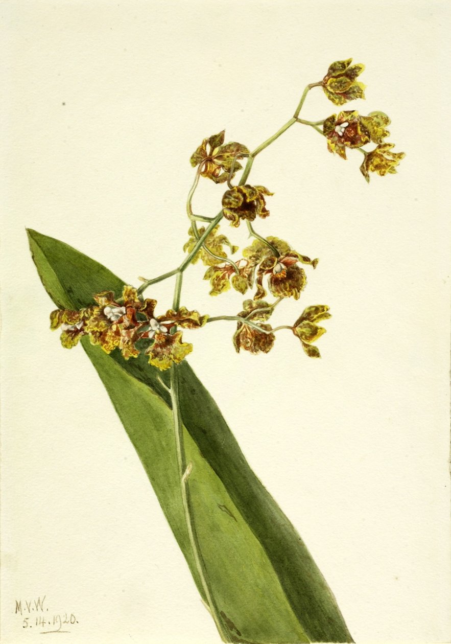 Täplikäs Cyrtopodium (Cyrtopodium punctatum) tekijältä Mary Vaux Walcott
