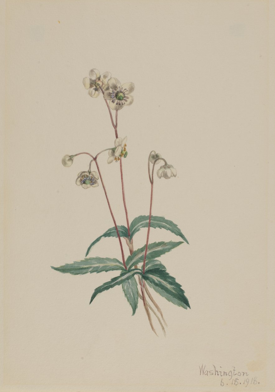 Täplikäs Pipsissewa Chimaphila maculata, 1918. tekijältä Mary Vaux Walcott