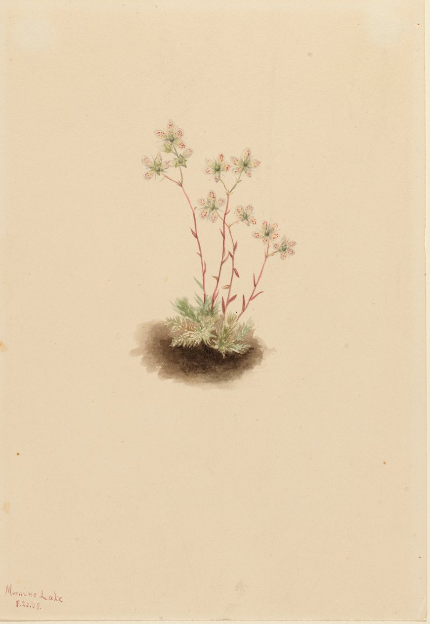 Täplikäs saxifrage Saxifraga bronchialis, 1903. tekijältä Mary Vaux Walcott