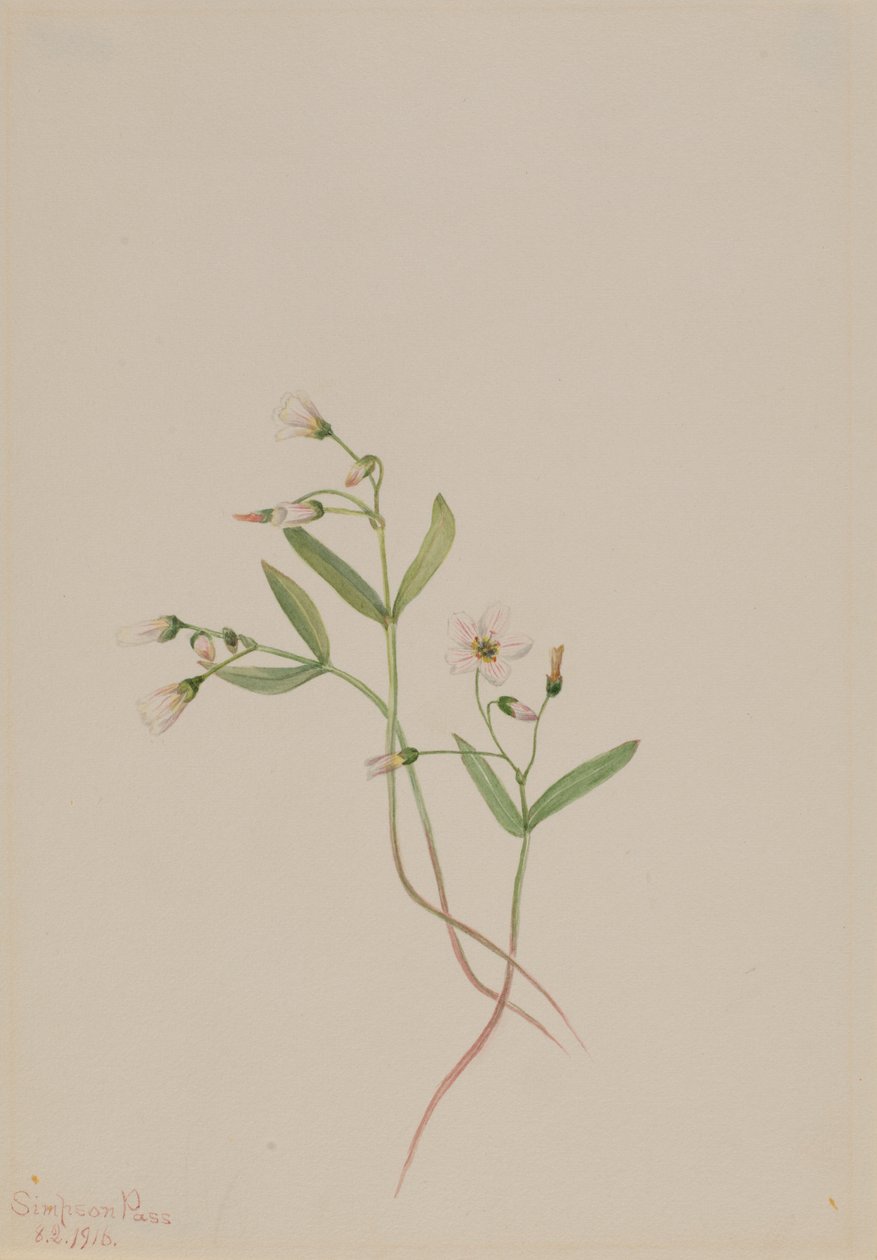 Kevätkaunotar (Claytonia lanceolata) tekijältä Mary Vaux Walcott