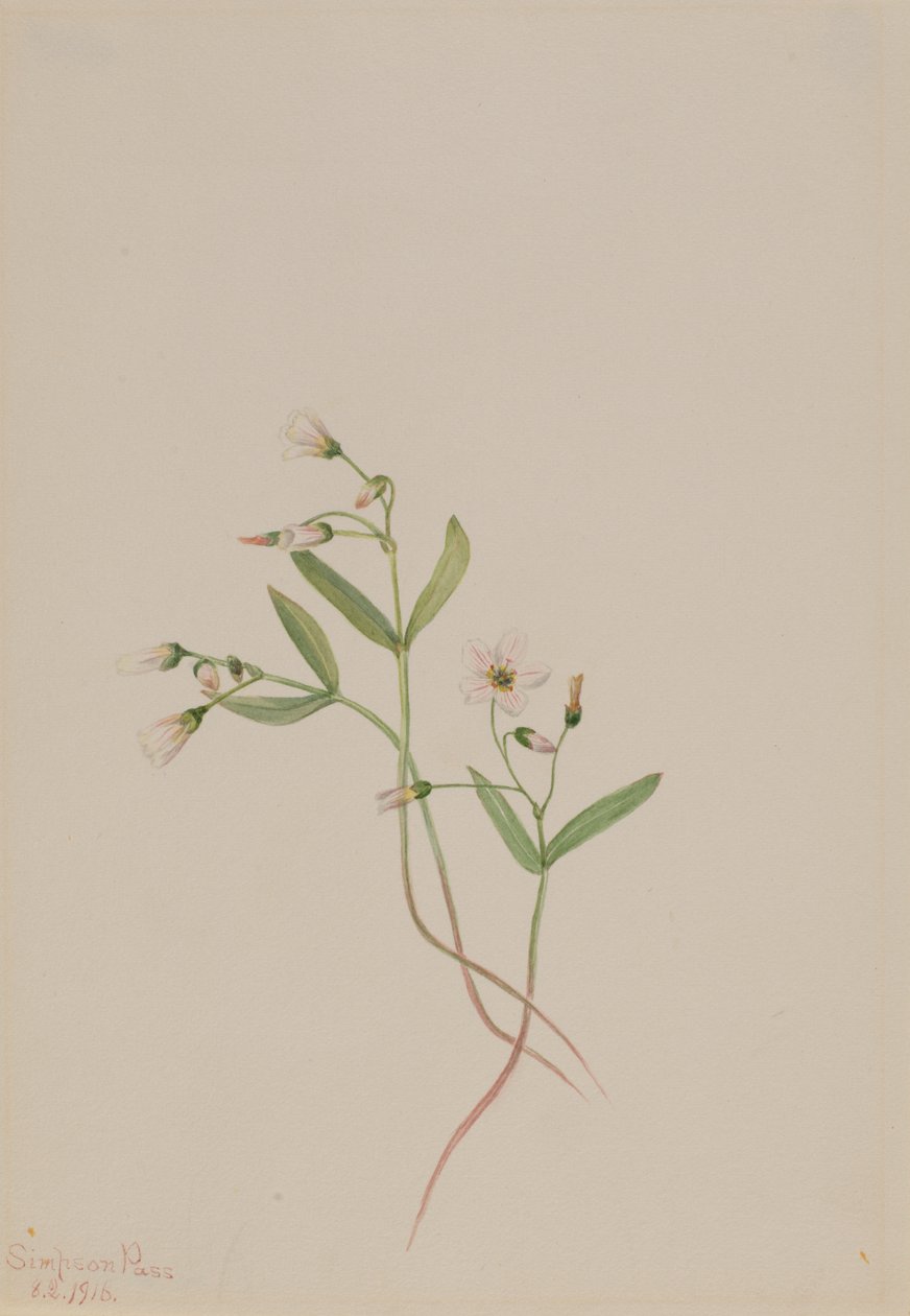 Kevään kaunotar Claytonia lanceolata, 1916. tekijältä Mary Vaux Walcott