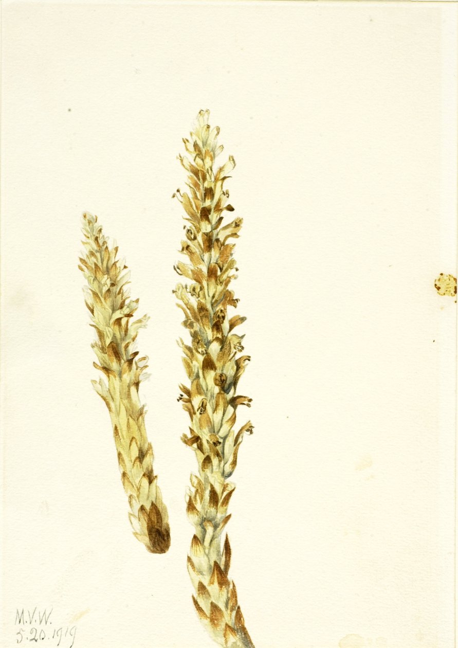 Squawroot Conopholis americana, 1919. tekijältä Mary Vaux Walcott