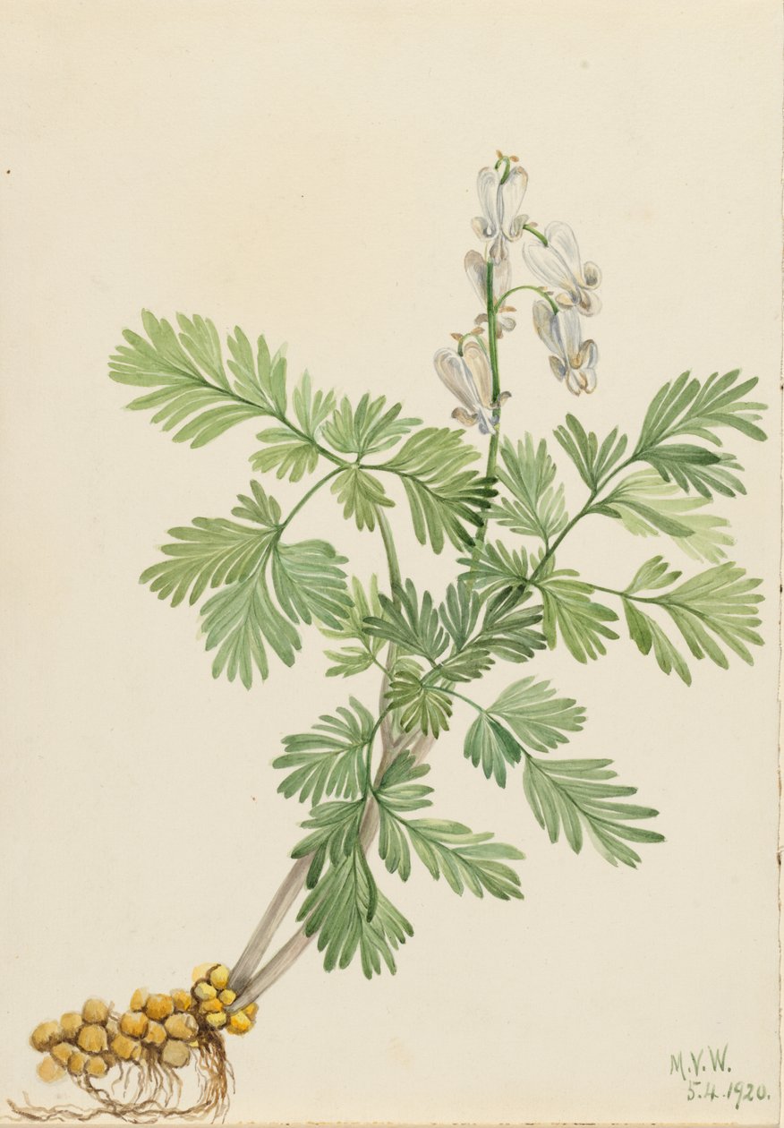 Orava Maissi (Bikukulla canadensis) tekijältä Mary Vaux Walcott