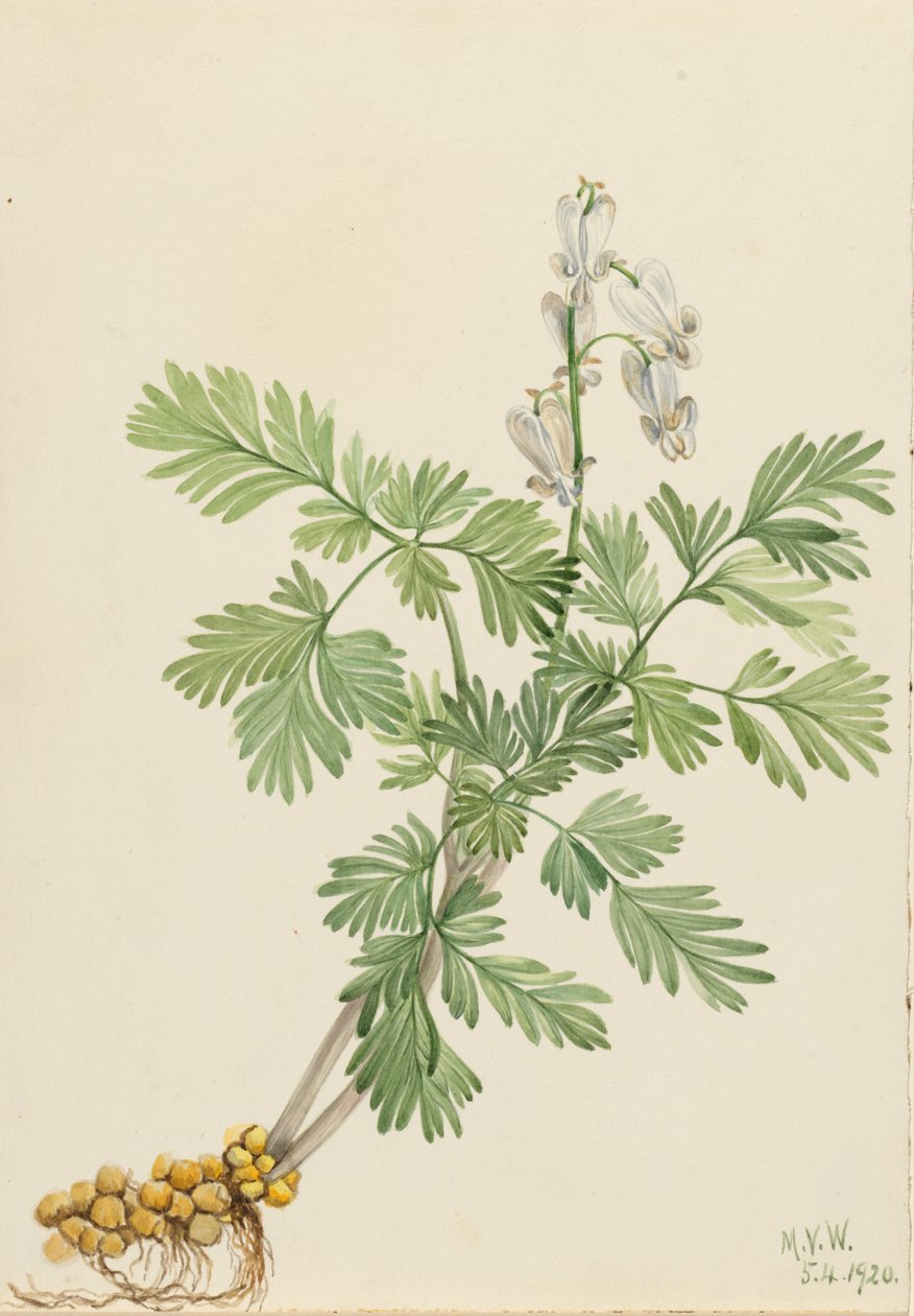 Orava maissi Orava canadensis, tekijältä Mary Vaux Walcott