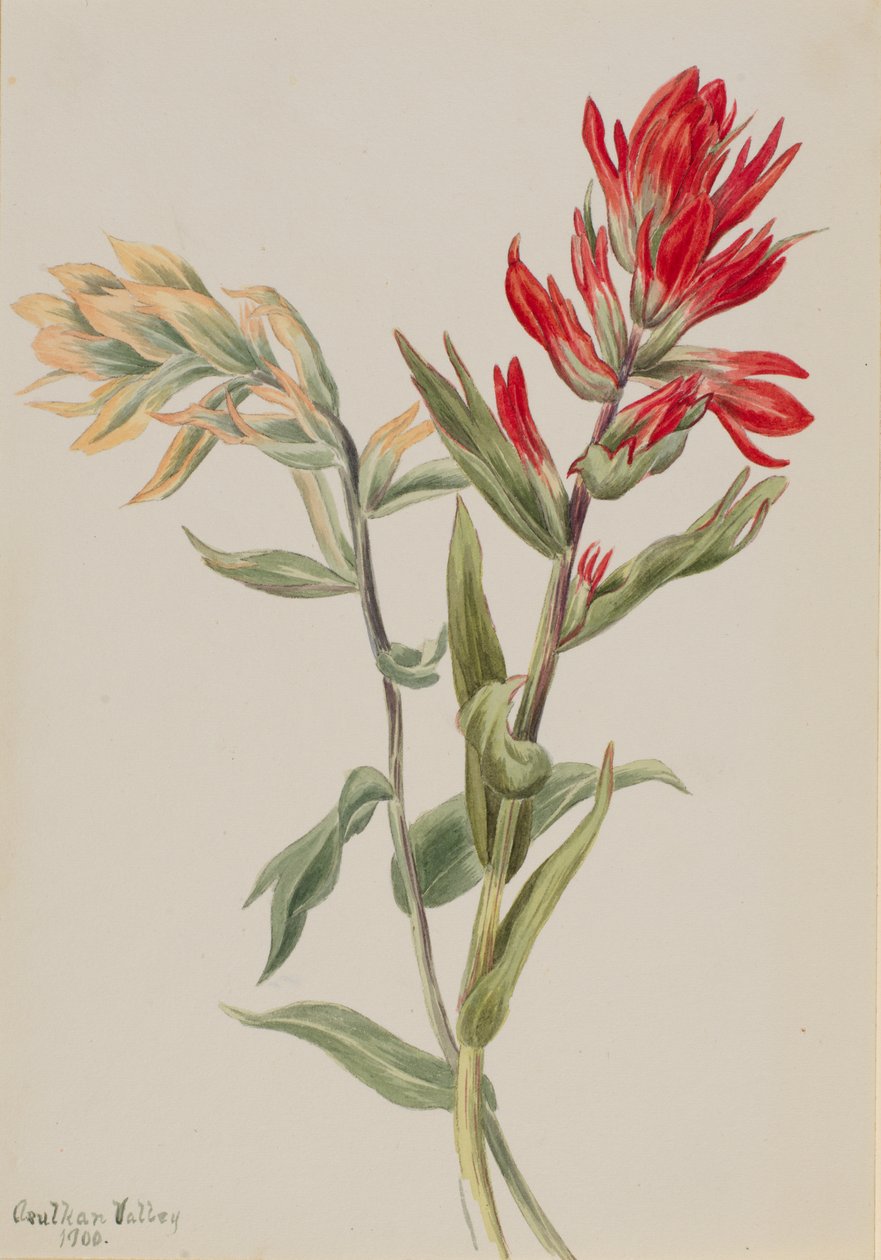 Stachys palustria, 1900. tekijältä Mary Vaux Walcott