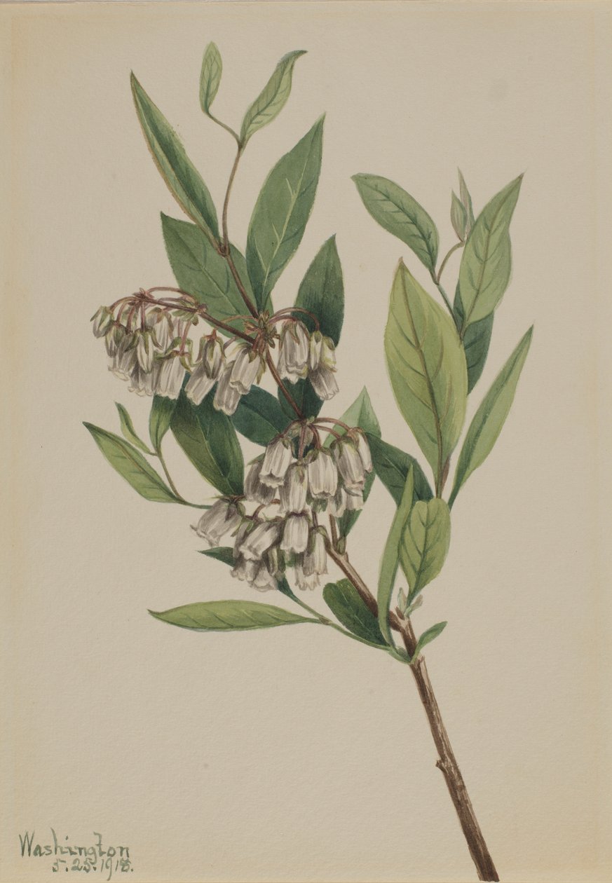 Stagger pensas (Pieris mariana) tekijältä Mary Vaux Walcott