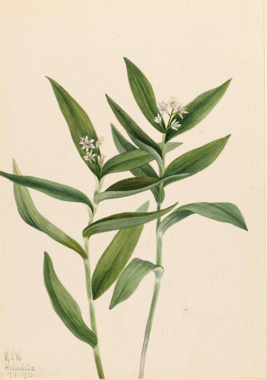 Tähti Salomonplume (Star Vagnera) tekijältä Mary Vaux Walcott