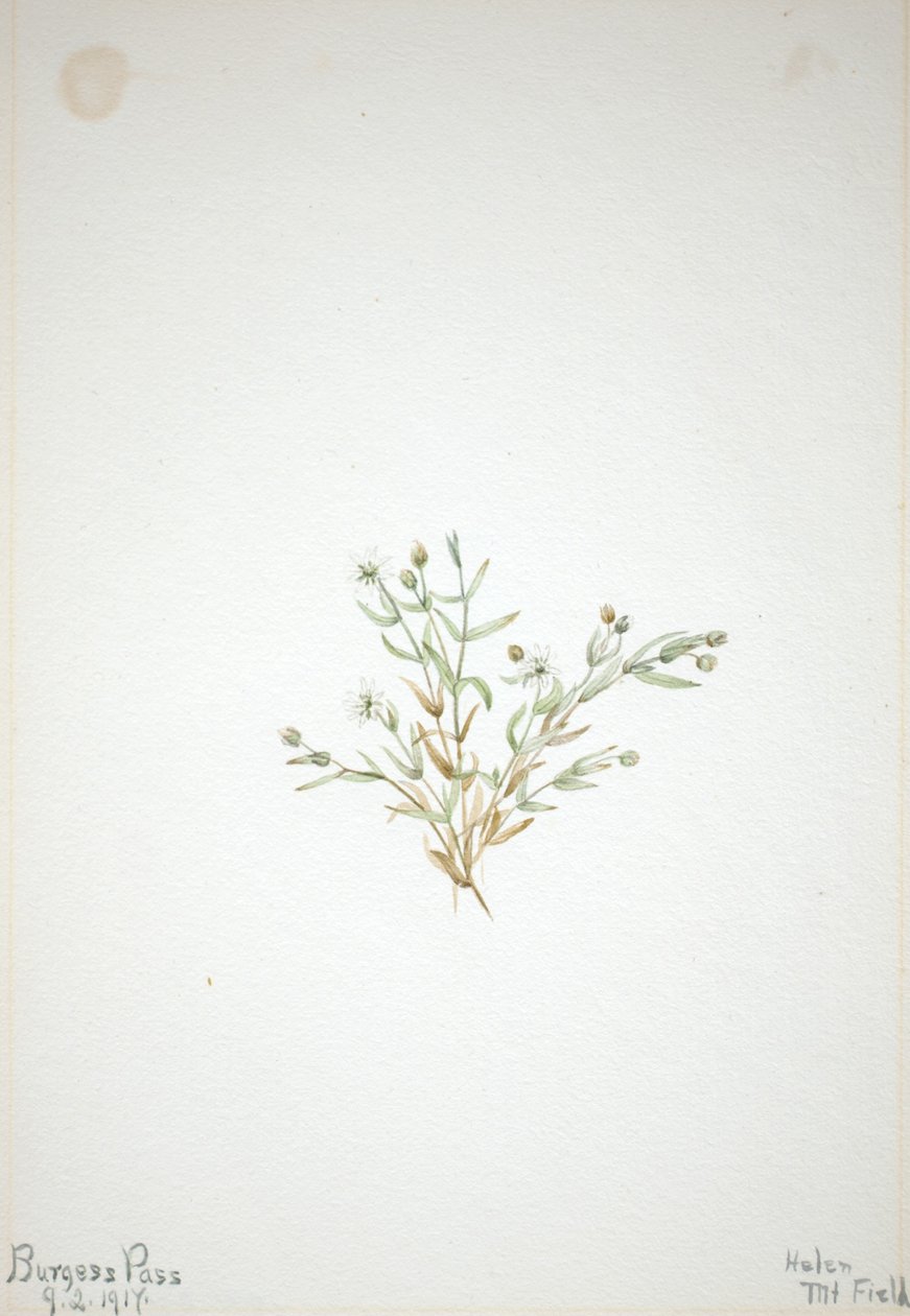 Stelleria leata tekijältä Mary Vaux Walcott