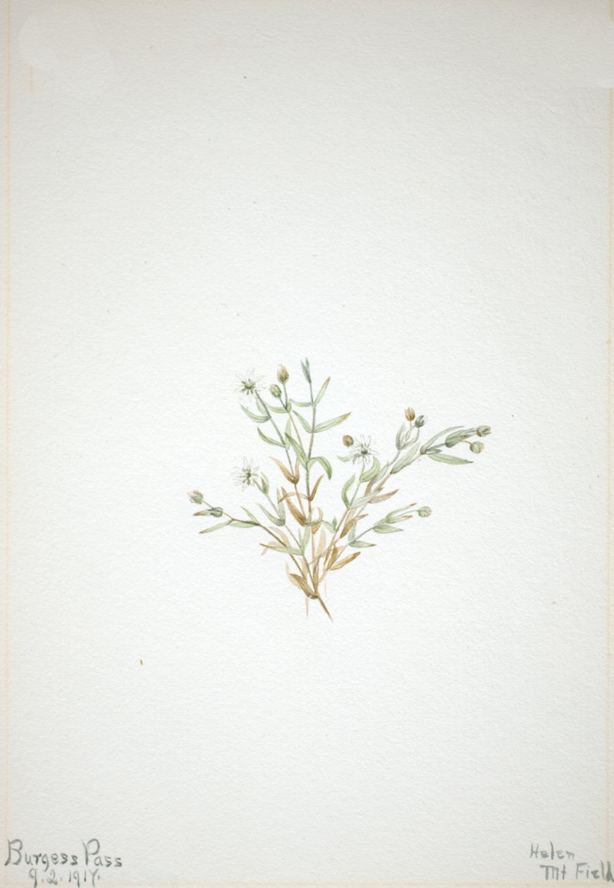 Stelleria leata, 1917. tekijältä Mary Vaux Walcott