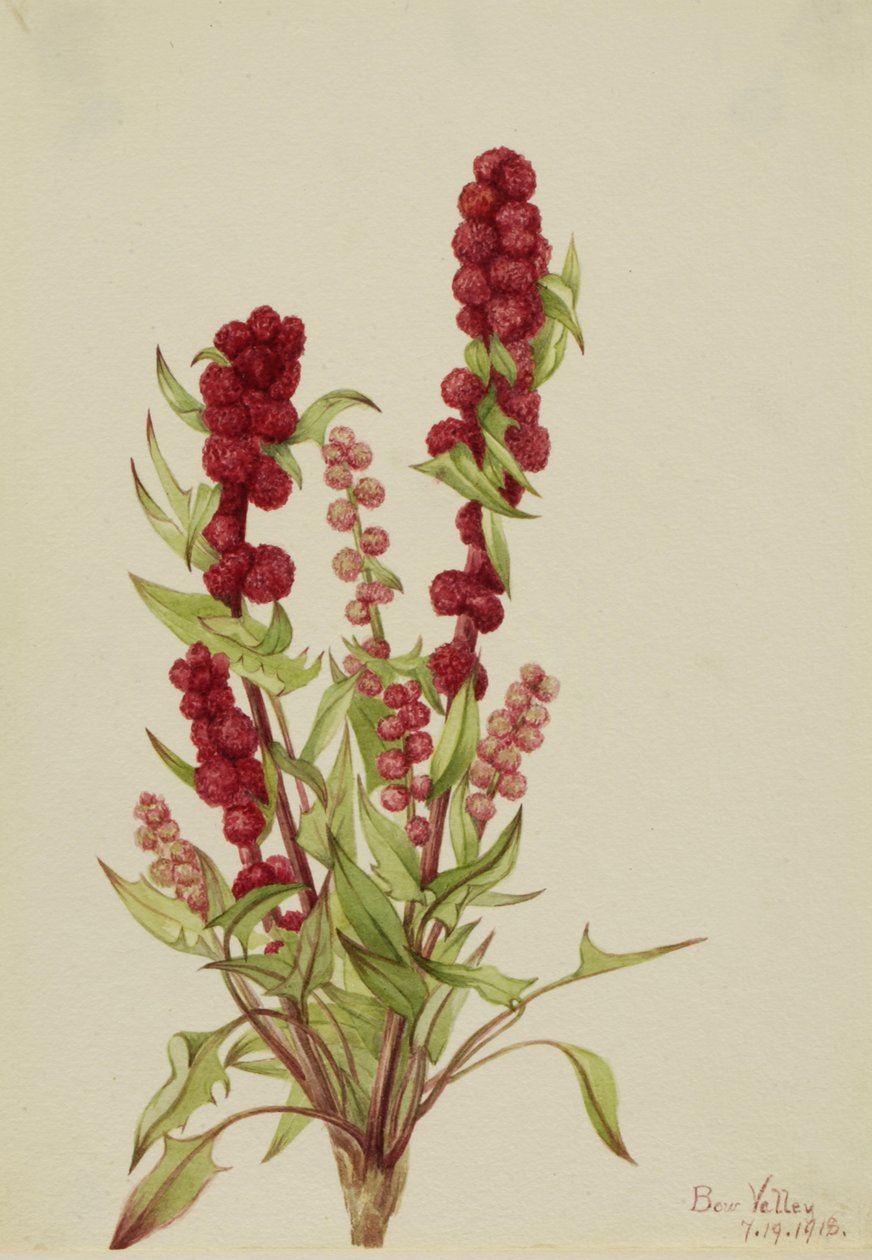 Strawberry-Blite Chenopodium capitatum, 1918. finlandès tekijältä Mary Vaux Walcott