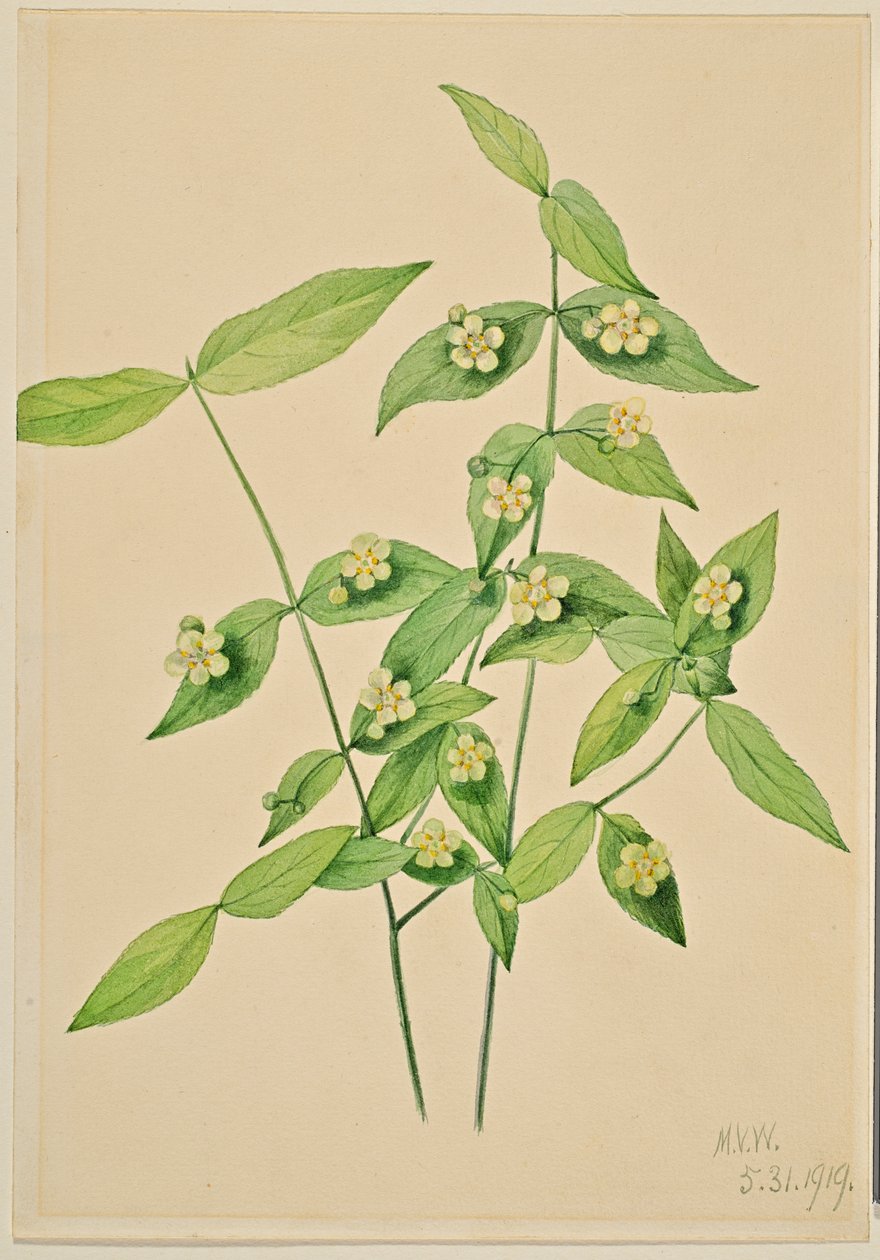 Mansikkapensas (Euonymus americanus) tekijältä Mary Vaux Walcott