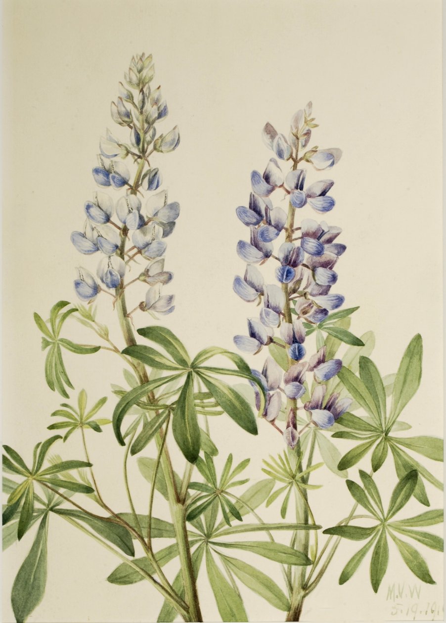 Sun Dial Lupiini (Lupinus perennis) tekijältä Mary Vaux Walcott