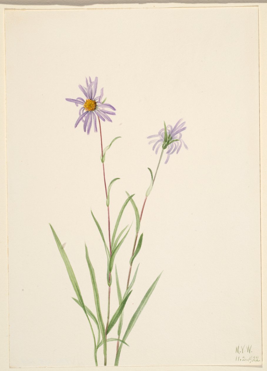 Suo Aster (Aster paludosus) tekijältä Mary Vaux Walcott
