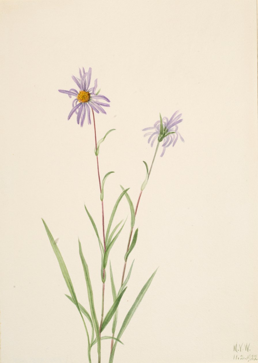 Suo Aster Aster paludosus, 1922. tekijältä Mary Vaux Walcott