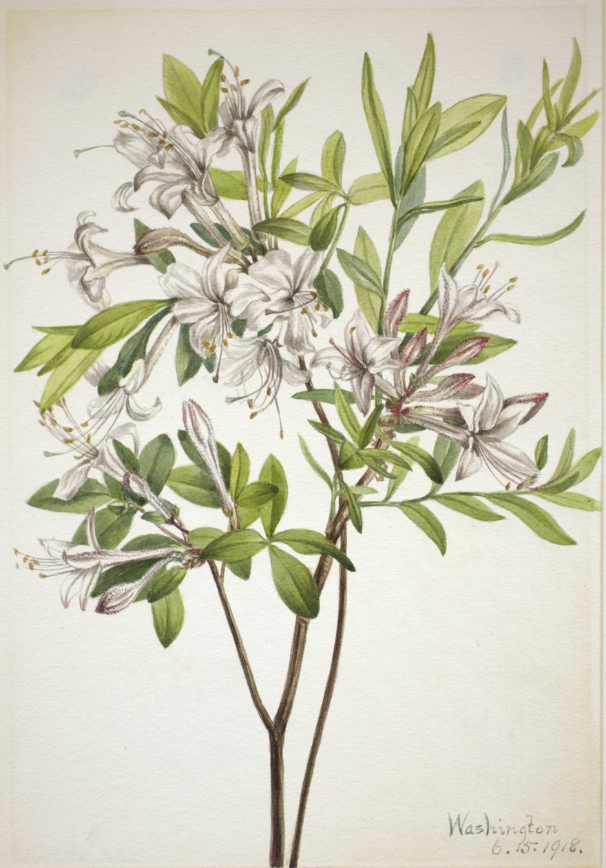 Suoatsalea (Azalea viscosa) tekijältä Mary Vaux Walcott
