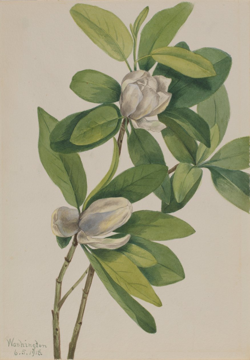 Suo-magnolia (Magnolia virginiana) tekijältä Mary Vaux Walcott