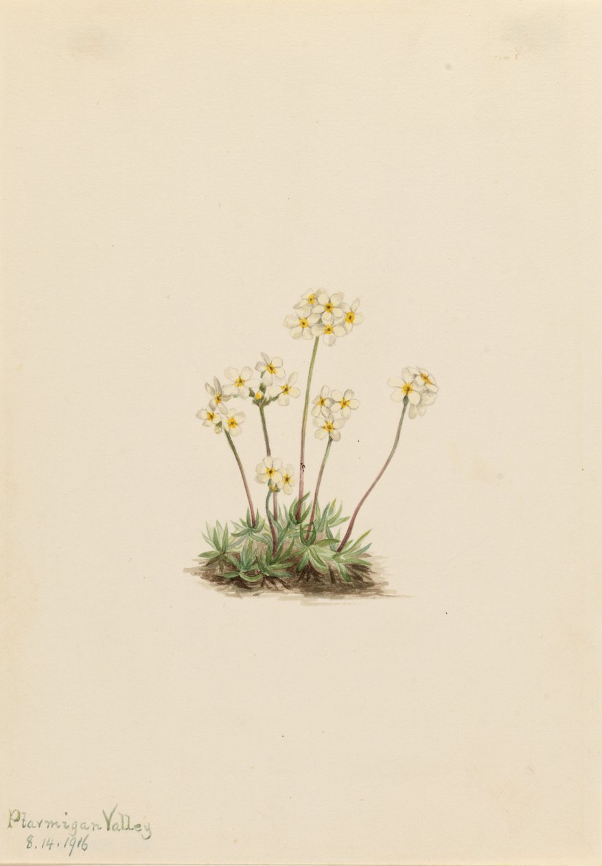 Makea Androsace (Androsace carinata) tekijältä Mary Vaux Walcott