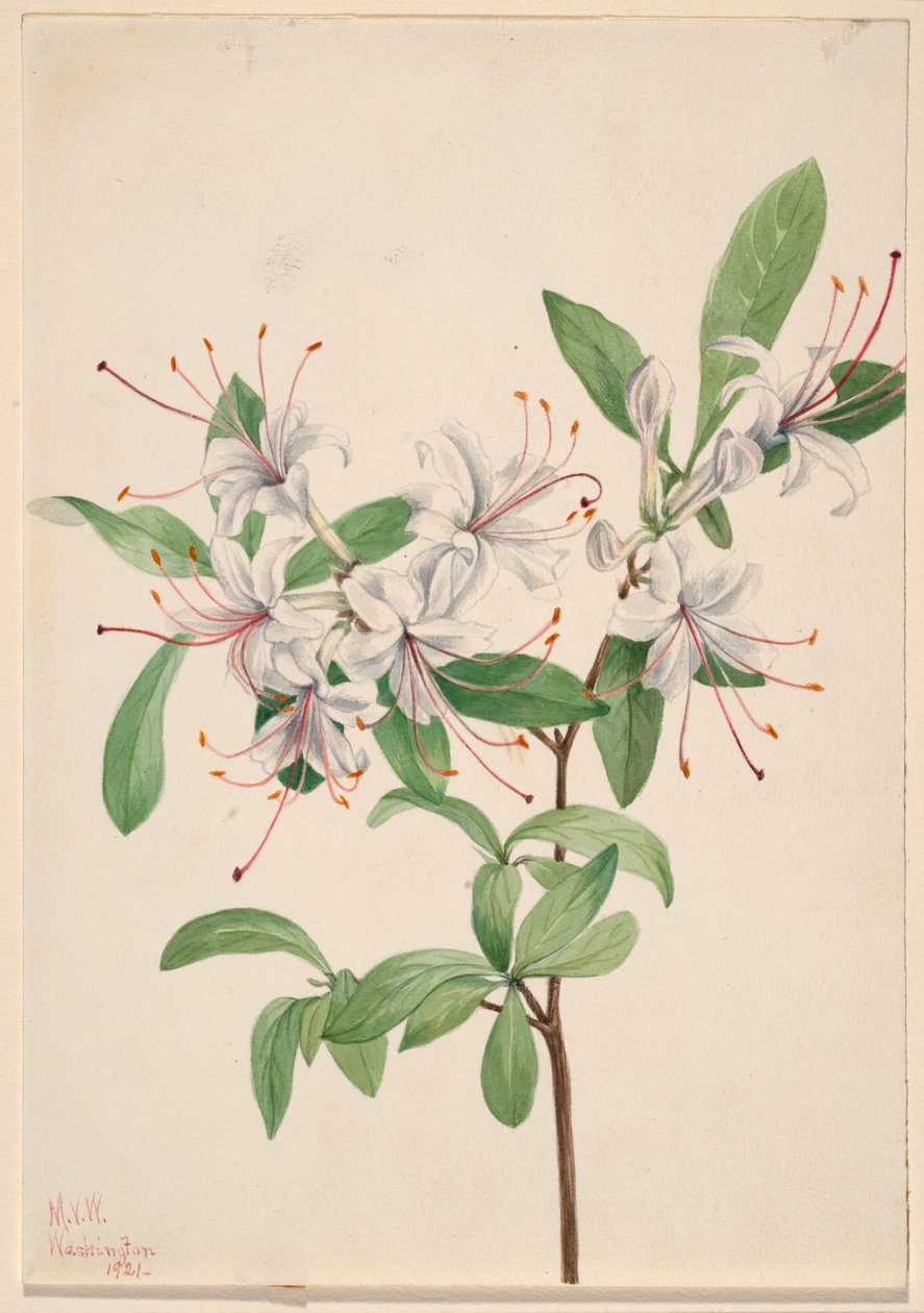 Makea atsalea (Azalea arborescens) tekijältä Mary Vaux Walcott