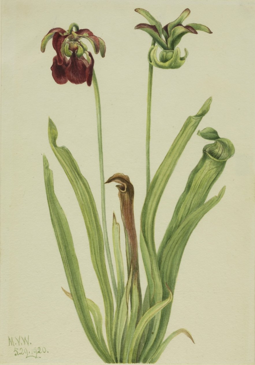 Makea kannukasvi (Sarracenia rubra) tekijältä Mary Vaux Walcott