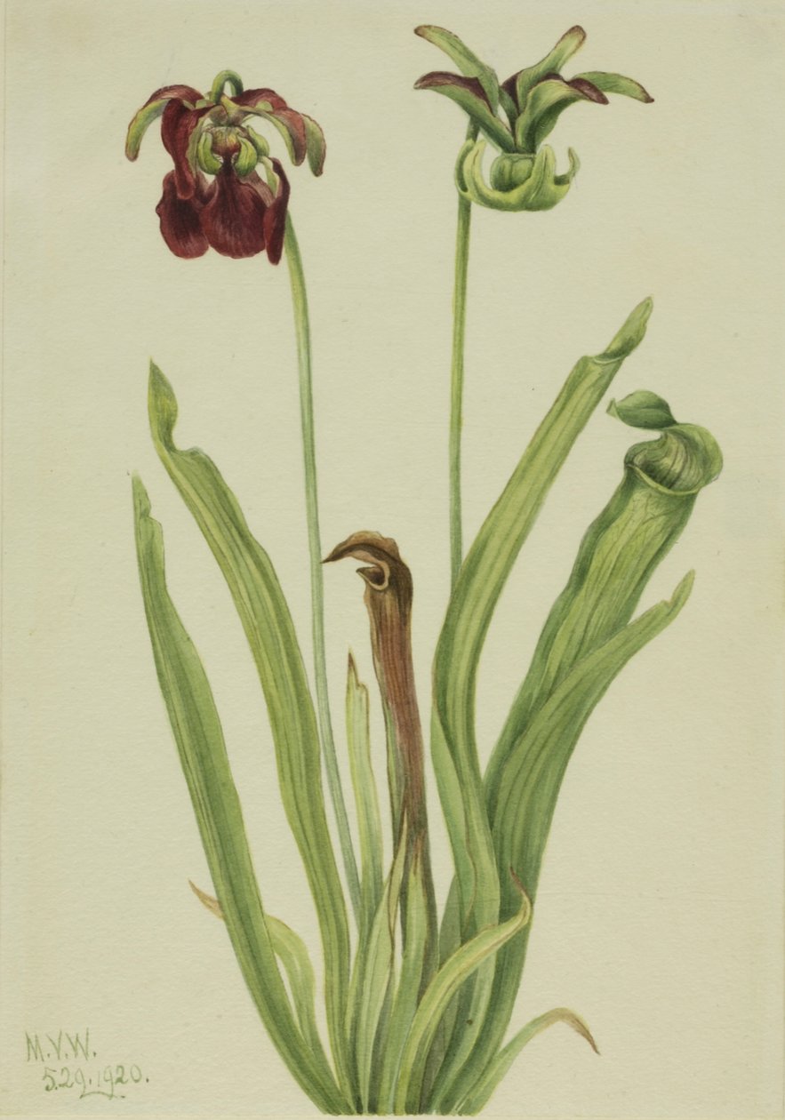 Sweet Pitcherplant Sarracenia rubra, 1920. tekijältä Mary Vaux Walcott