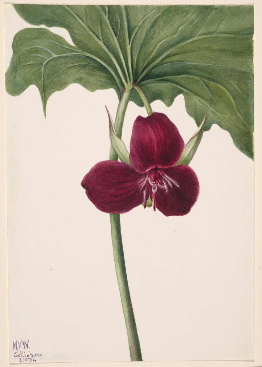 Makea Trillium (Trillium vasyi) tekijältä Mary Vaux Walcott