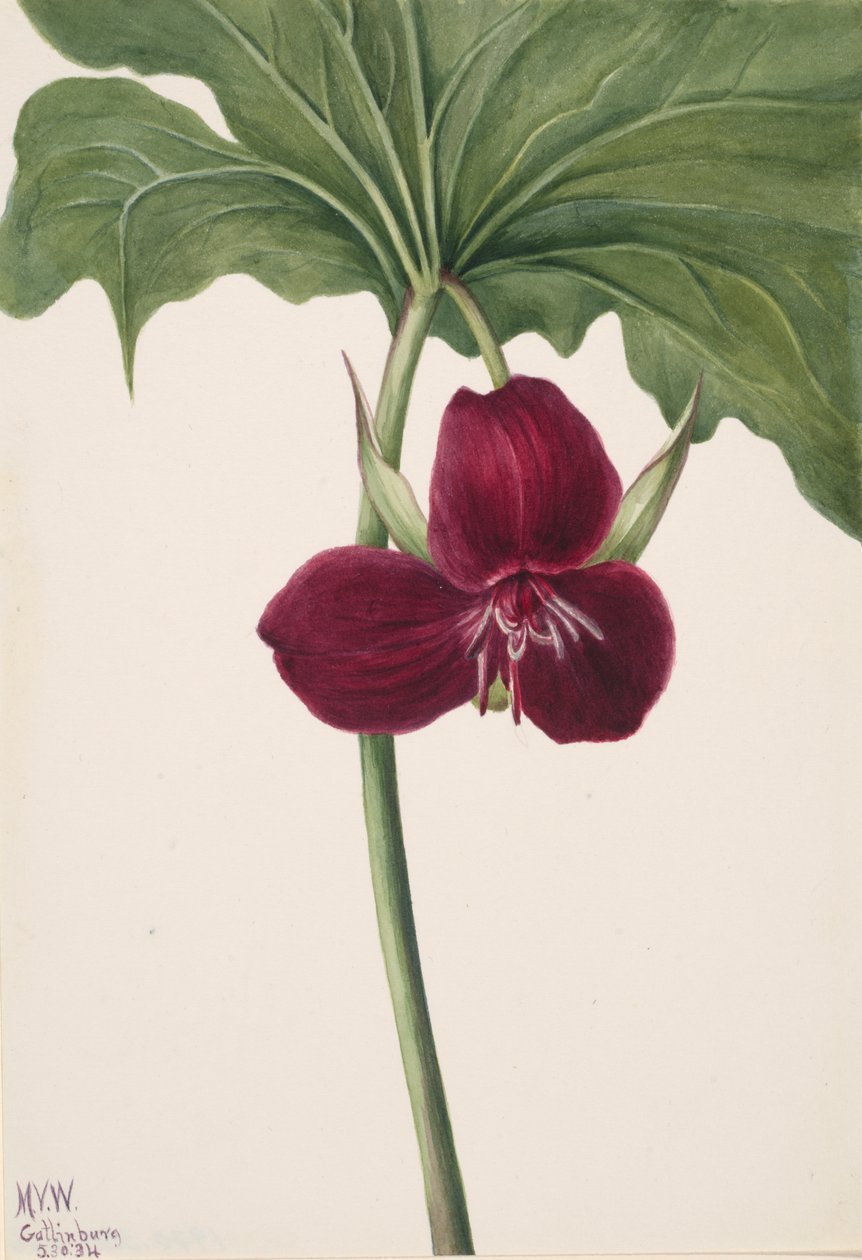 Sweet Trillium Trillium vasyi, 1934. tekijältä Mary Vaux Walcott