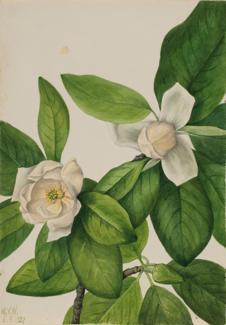 Sweetbay (Magnolia virginiana) (Magnolia virginiana) tekijältä Mary Vaux Walcott