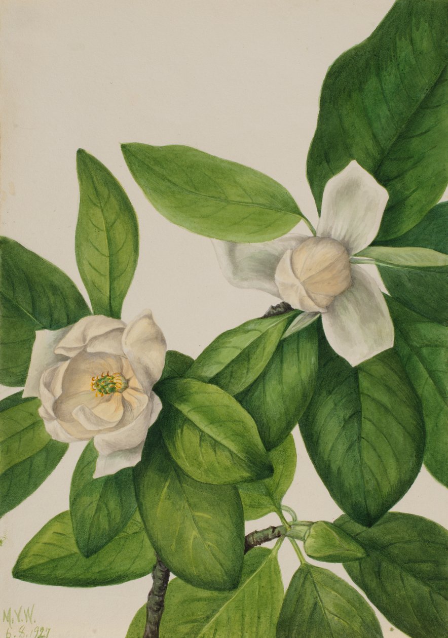Sweetbay Magnolia virginiana, 1927. tekijältä Mary Vaux Walcott