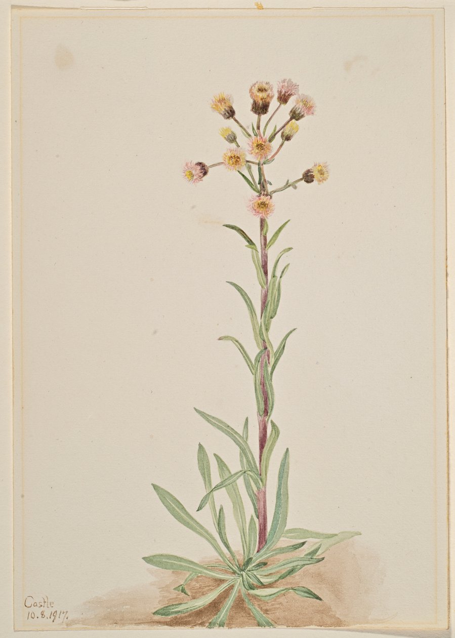 Korkea kirppis (Erigeron acris) tekijältä Mary Vaux Walcott