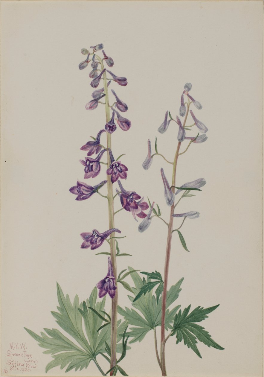 Korkea Ruusunputki (Delphinium elongatum) tekijältä Mary Vaux Walcott