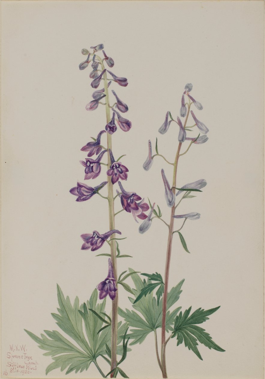Tall Larkspur Delphinium elongatum, 1920. tekijältä Mary Vaux Walcott